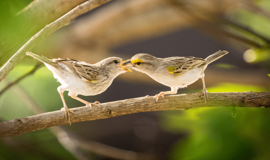 equilibrio de la vida en los pastizales