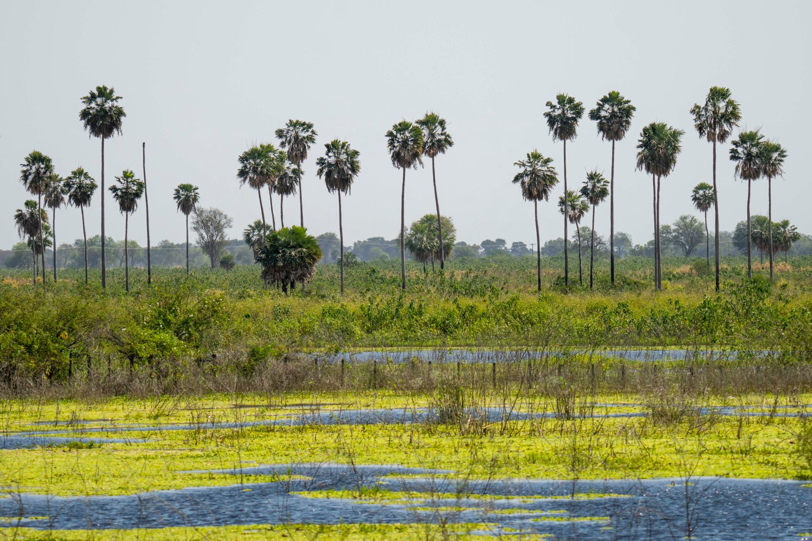 Imagen del Pantanal en Paraguay tomada por Bruno Ferreiro de WWF Paraguay