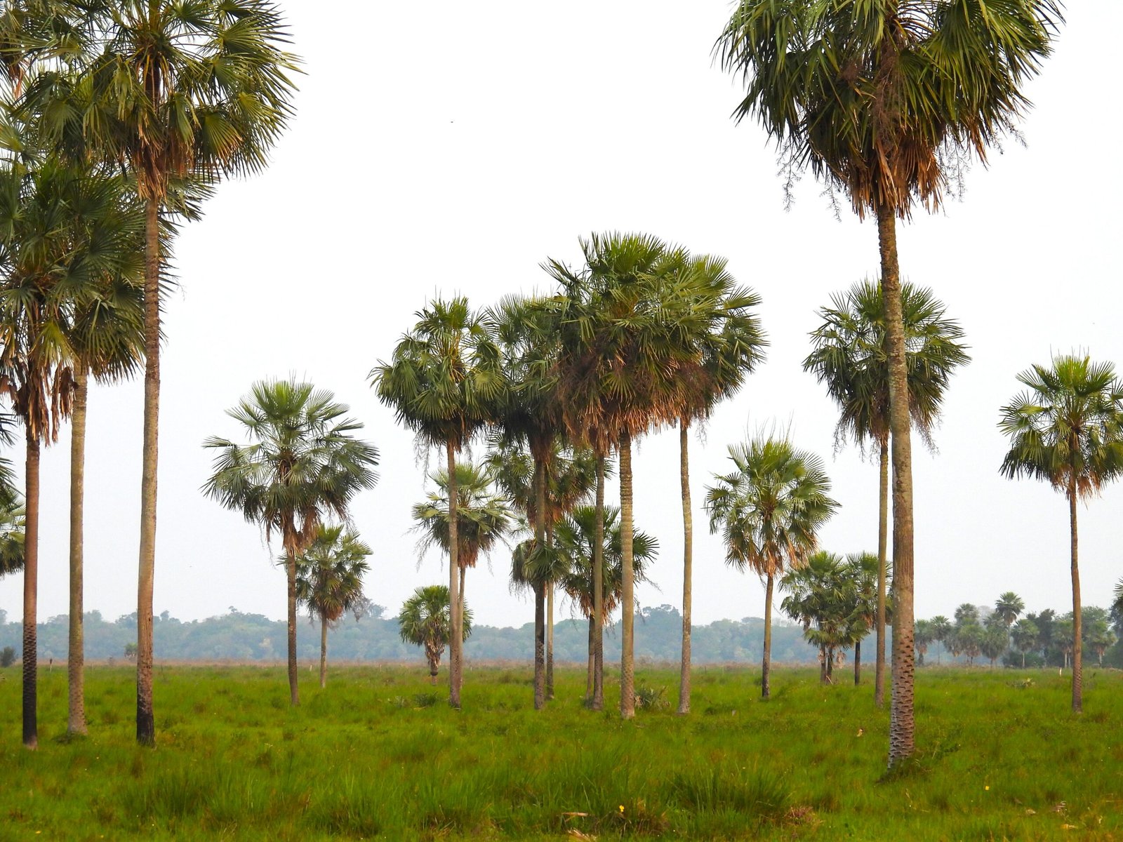 Chaco Húmedo en Paraguay, foto cortesía de Patricia Roche de WWF-Paraguay