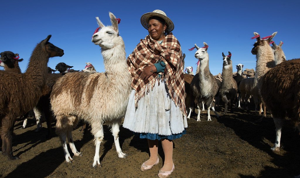 Camélidos ©Thomas Müller. SPDA/UICN