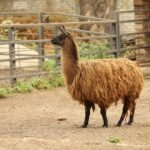 Llama - camélidos sudamericanos
