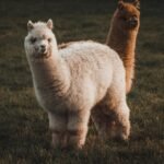 Alpaca - camélidos sudamericanos