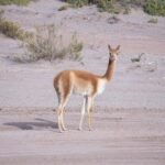 Vicuña - camélidos sudamericanos