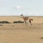 Guanaco - camélidos sudamericanos