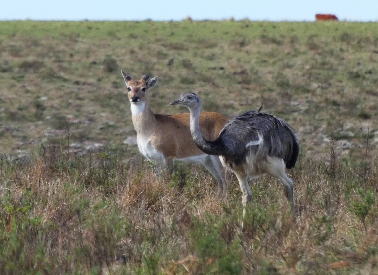 venado con ñandu, Paysandú, 2025